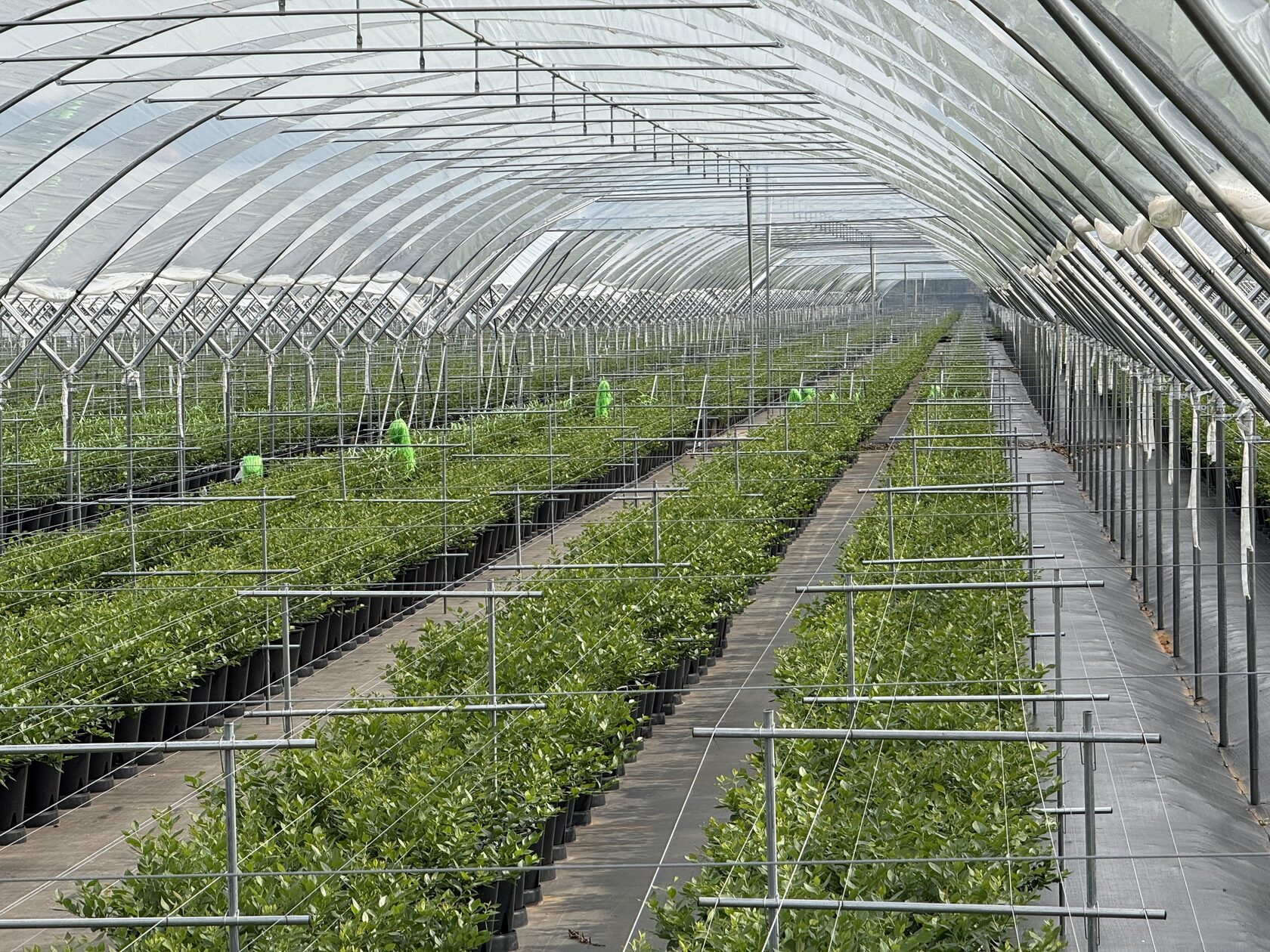 Production landscape in China
