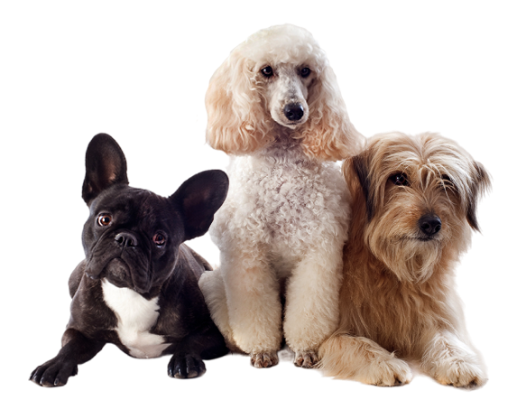 Зоогостиница для собак