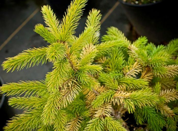Picea pungens Stanley Gold