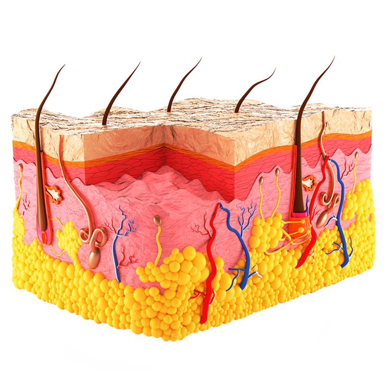 Дерма пронизана. Эпидермис дерма гиподерма. Эпидермис дерма подкожная клетчатка. Кожа человека. Кожа анатомия.