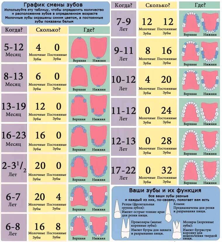 Когда Вырастают Коренные (Постоянные) Зубы (Сроки Схема) 100% Информации