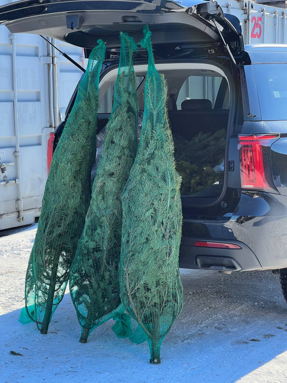 живая пихта с доставкой в Барнауле