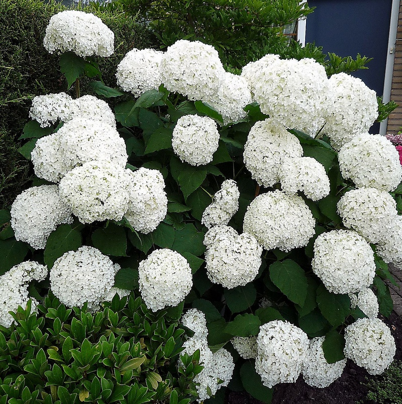 Гортензия крупнолистная (Hydrangea macrophylla)