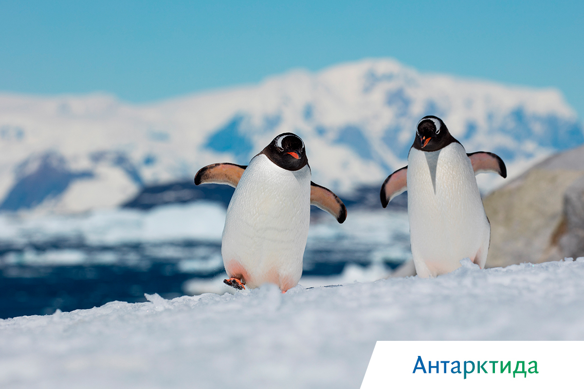 киты в охотском море