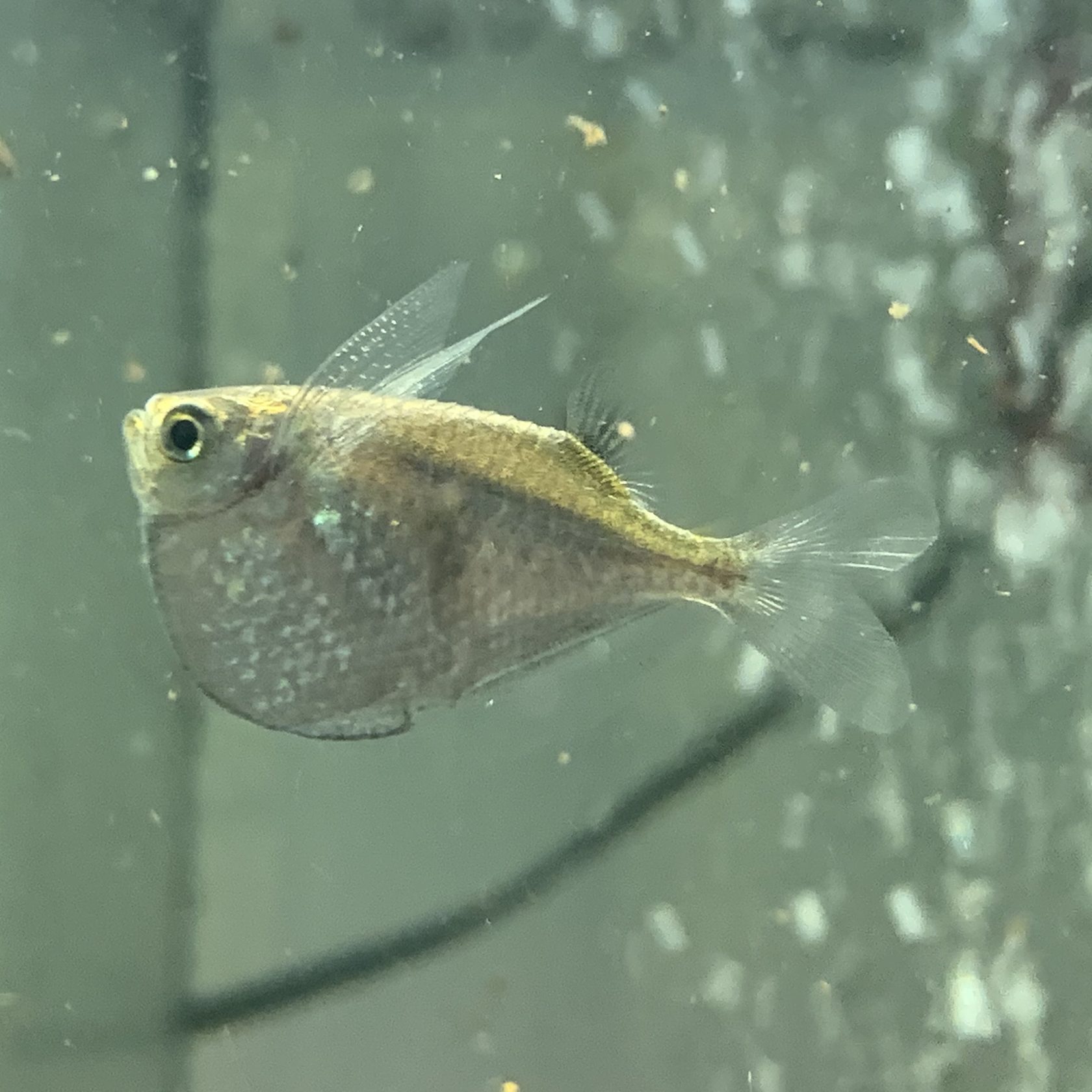 Снится прозрачная рыба. Thoracocharax stellatus. Клинобрюшка стерникла. Клинобрюшка рыбка. Карнегиелла рыбка.