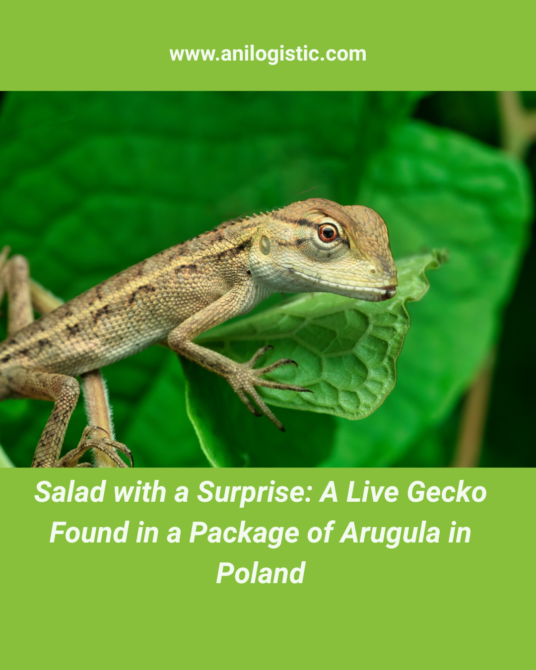 Mr. Bean the gecko, found in a package of arugula in Poland.