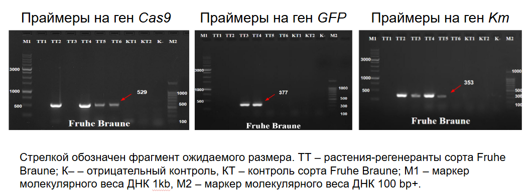 Электрофорез Фрух Браун
