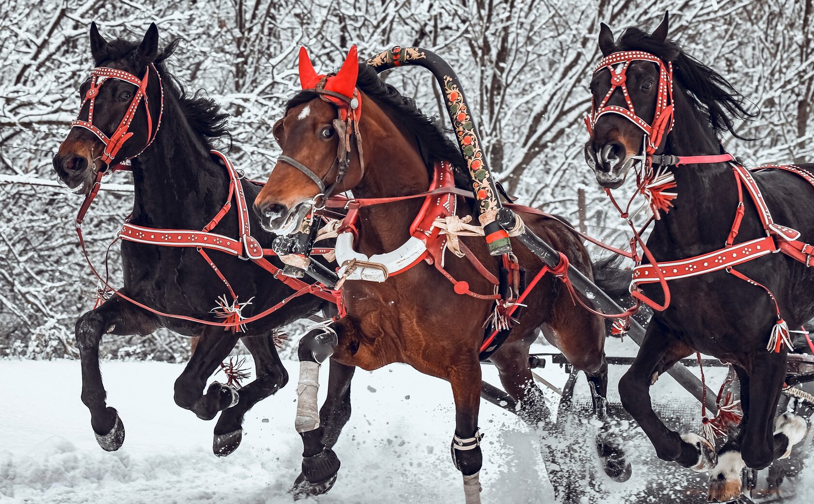 Русская тройка лошадей зимой