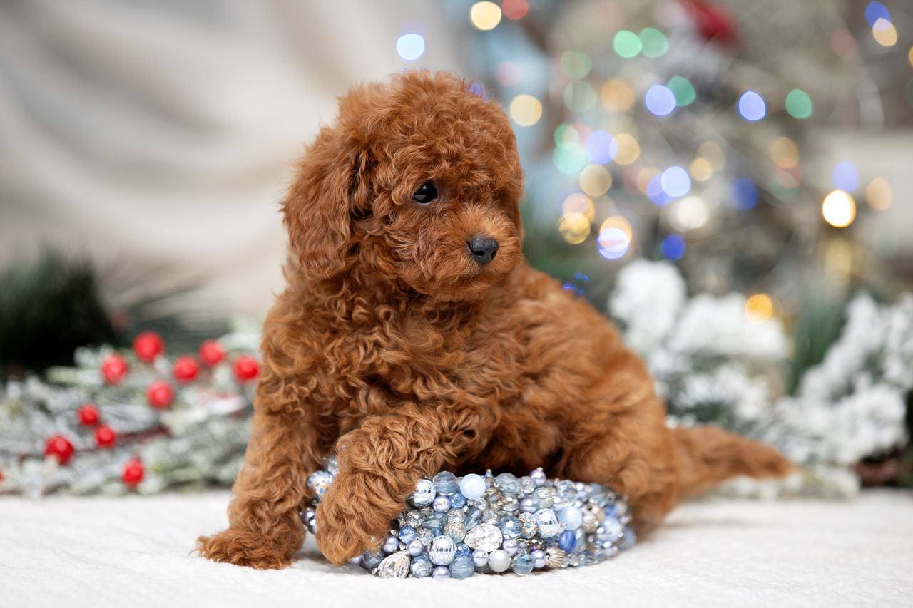 коричневый щенок пуделя