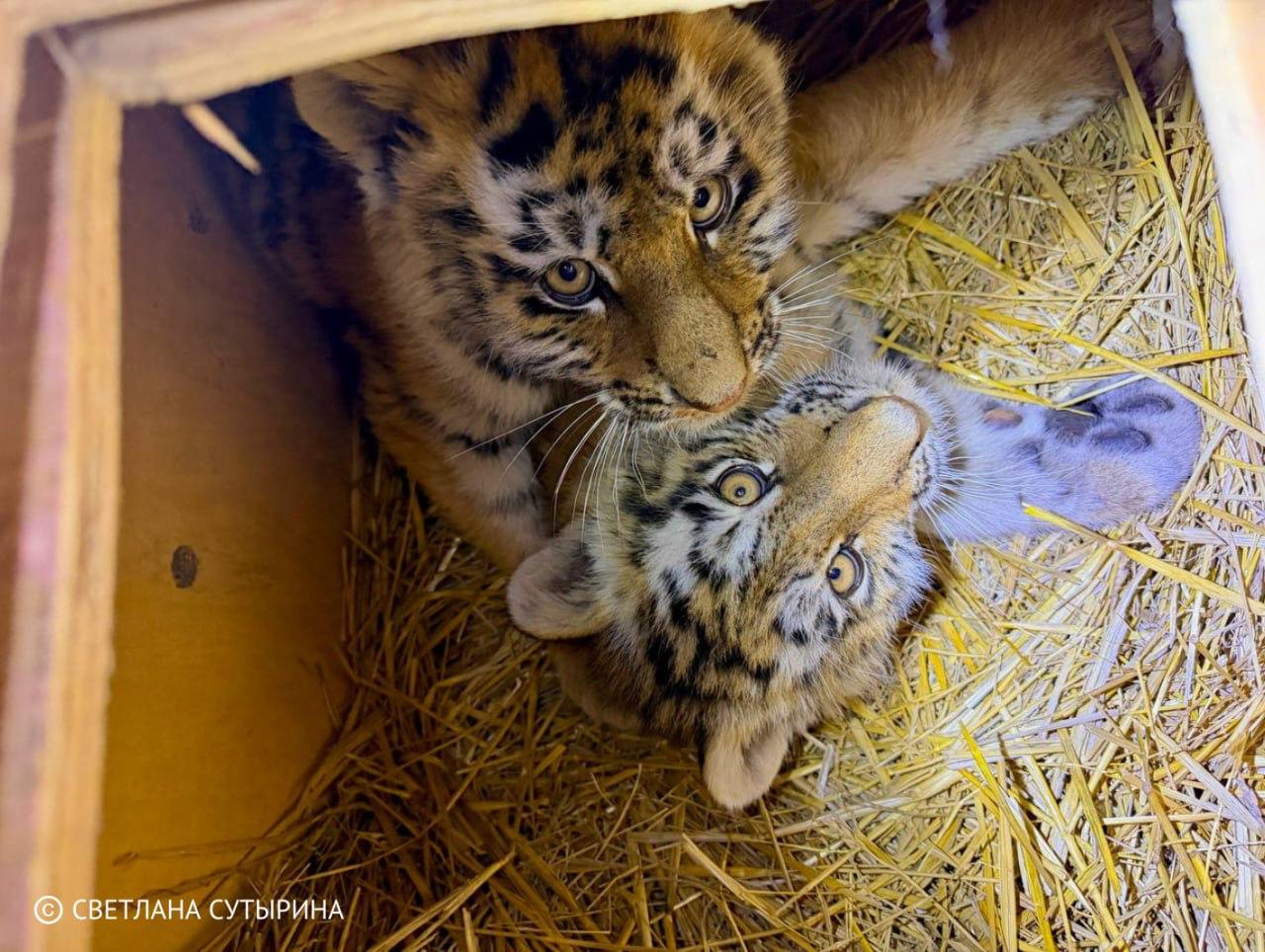 Photo: Amur Tiger Center