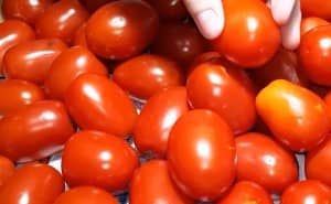 Приготовление сладких маринованных помидоров на зиму: шаг 1