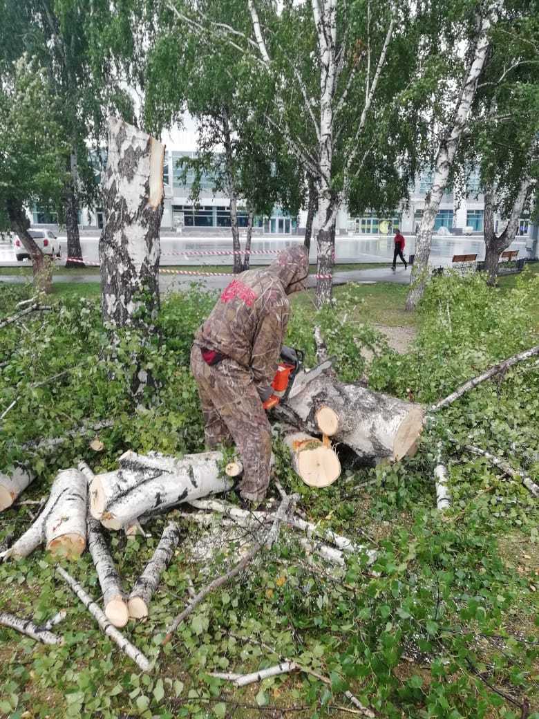 Примеры спиливания деревьев в Новосибирске