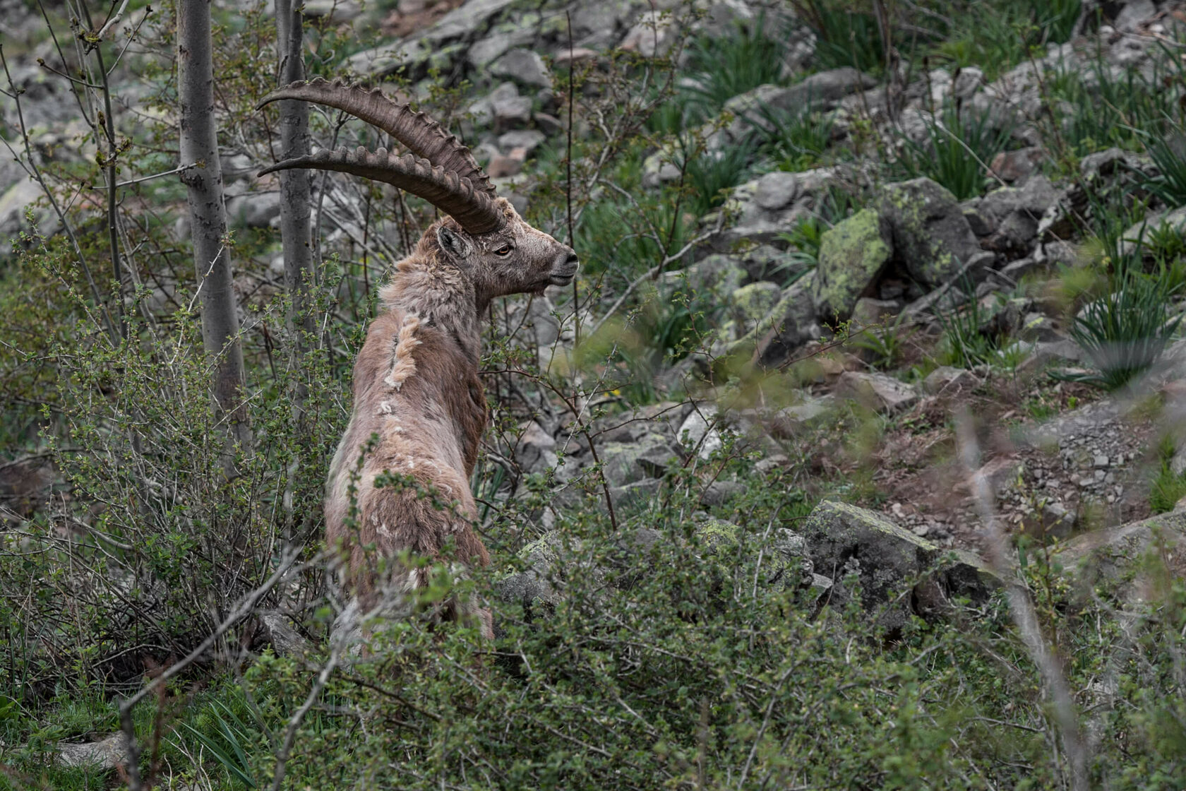 nature, photography, tayka, animals, landscapes, ibex, bouquetin