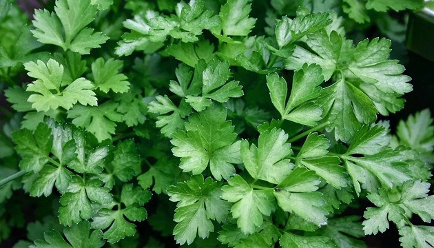 Кориандр растение компаньон среди овощей и фруктов