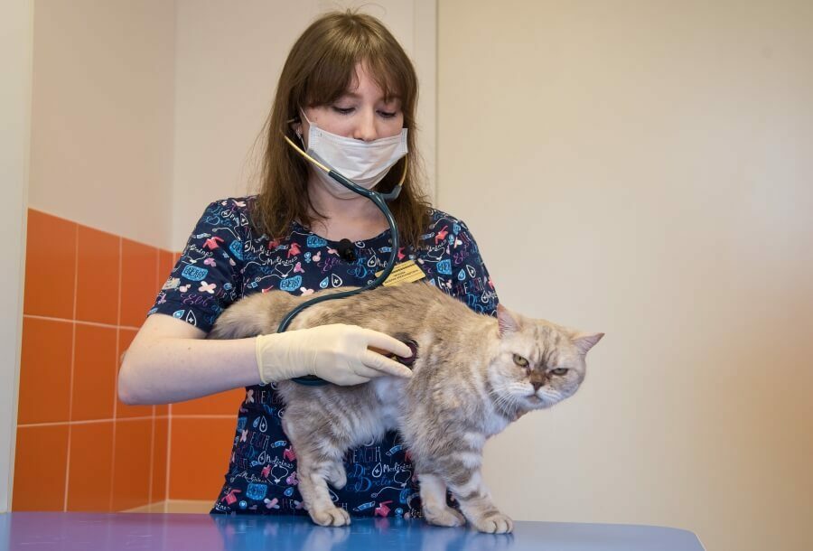 Стерилизация Кошек Пермь Цена