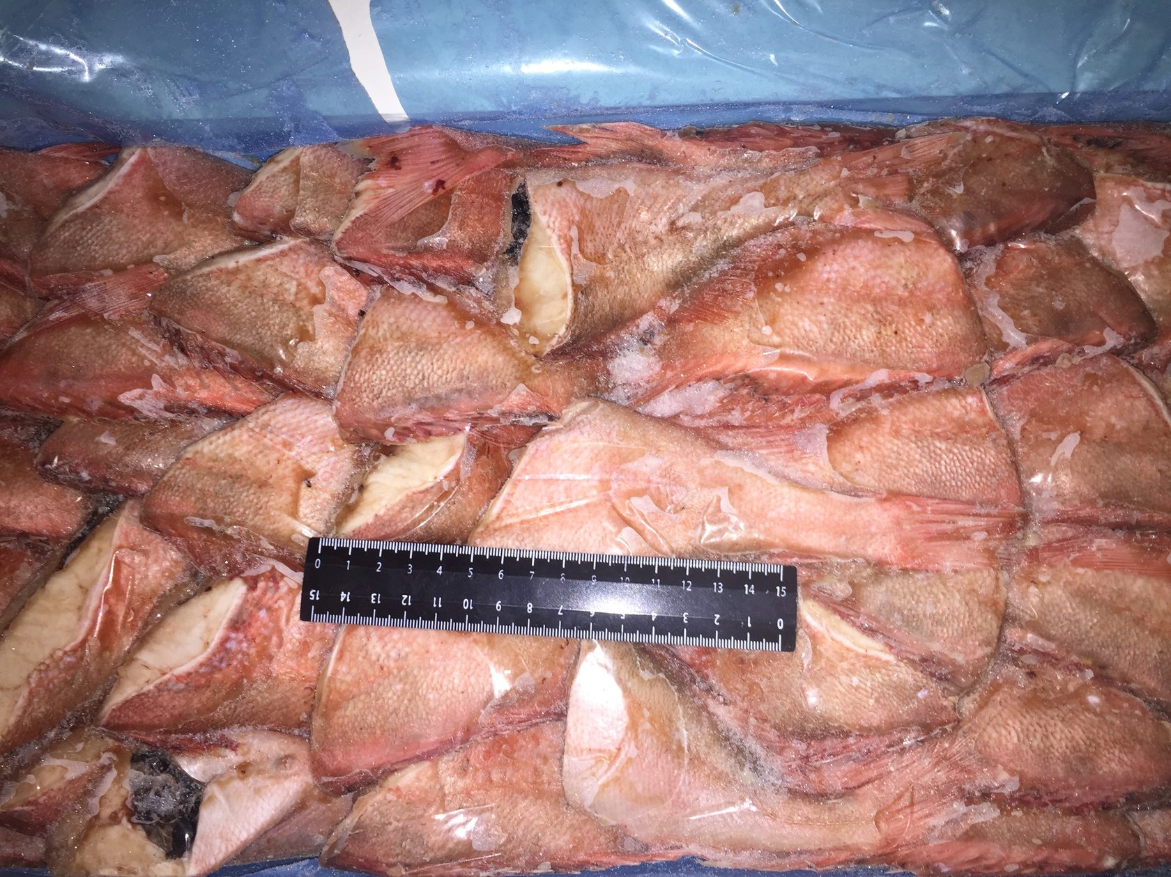 окунь морской яп рез