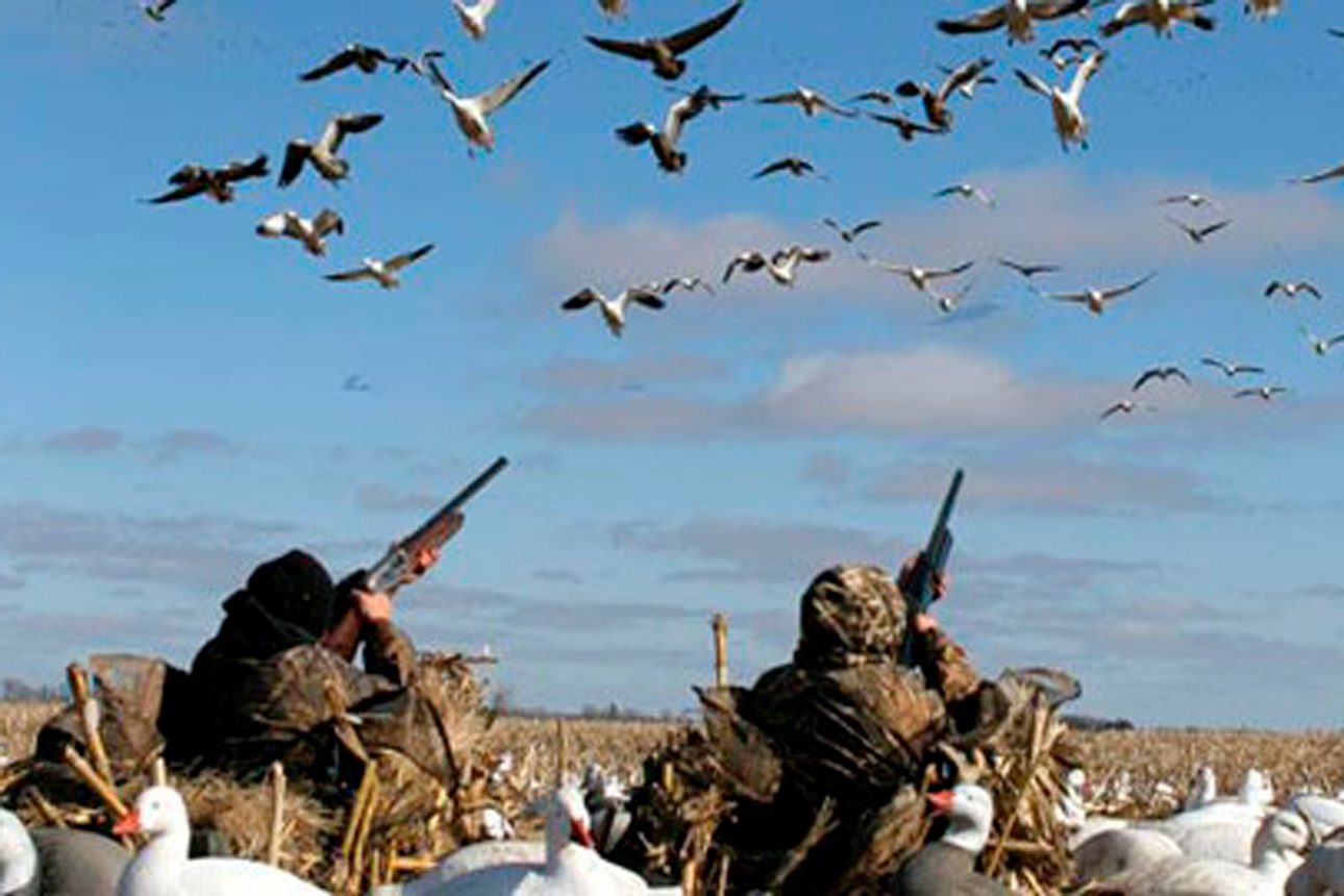 Где охотиться на гуся. Охота на гуся весной 2023. Охота на гуся осенью 2023 в Казахстане. Охота на гуся Весенняя 20 23.