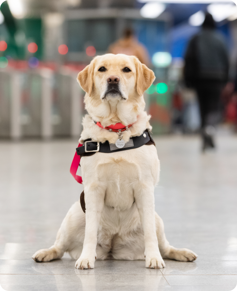 В центре кадра сидит палевый лабрадор Мира. Все ее тело, взгляд и мордочка направлены прямо на фотографа. Подбородок Миры немного приподнят вверх, придавая ее виду значительности. Ушки и центр мордочки собаки более насыщенного бежевого цвета, чем все остальное тело. Передние лапы стоят ровно на ширине плеч. Задние лапы согнуты и размашисто расставлены. На Мире надет ярко-розовый ошейник и черная шлейка собаки поводыря, которая угадывается только по характерному ремешку в области груди. Пол, на котором сидит Мира мраморный светло-серого цвета в более темную крапинку. На заднем фоне в расфокусе в ряд выстроены серые металлические турникеты метрополитена с красными запрещающими и зелеными разрешающими диодами. Через турникеты в разные стороны проходят люди.