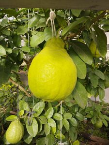 Лимоны Дома