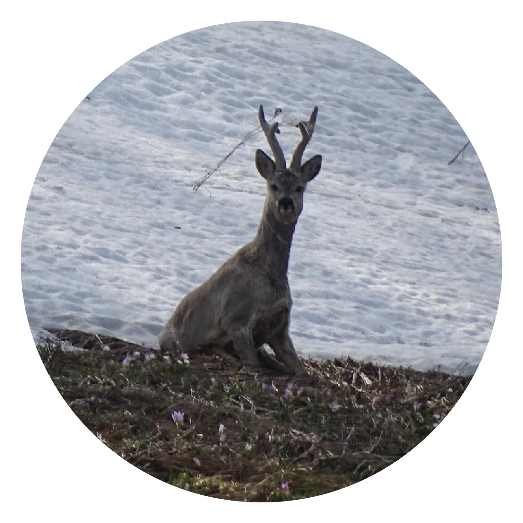 Список троп