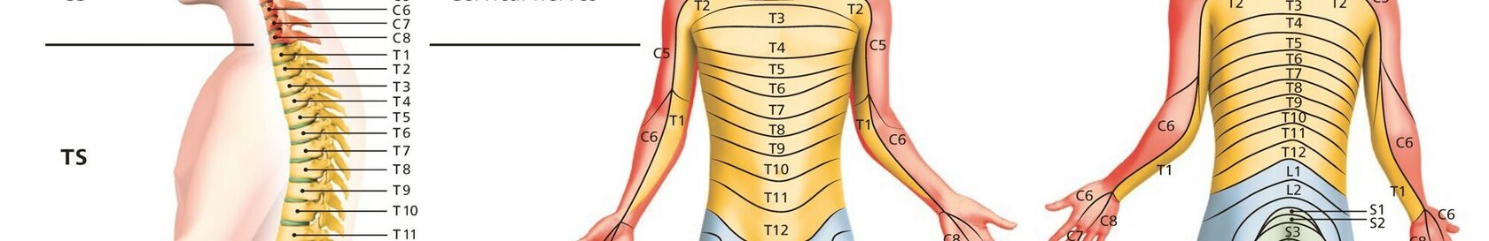 Как определить межпозвоночную грыжу грудного отдела?