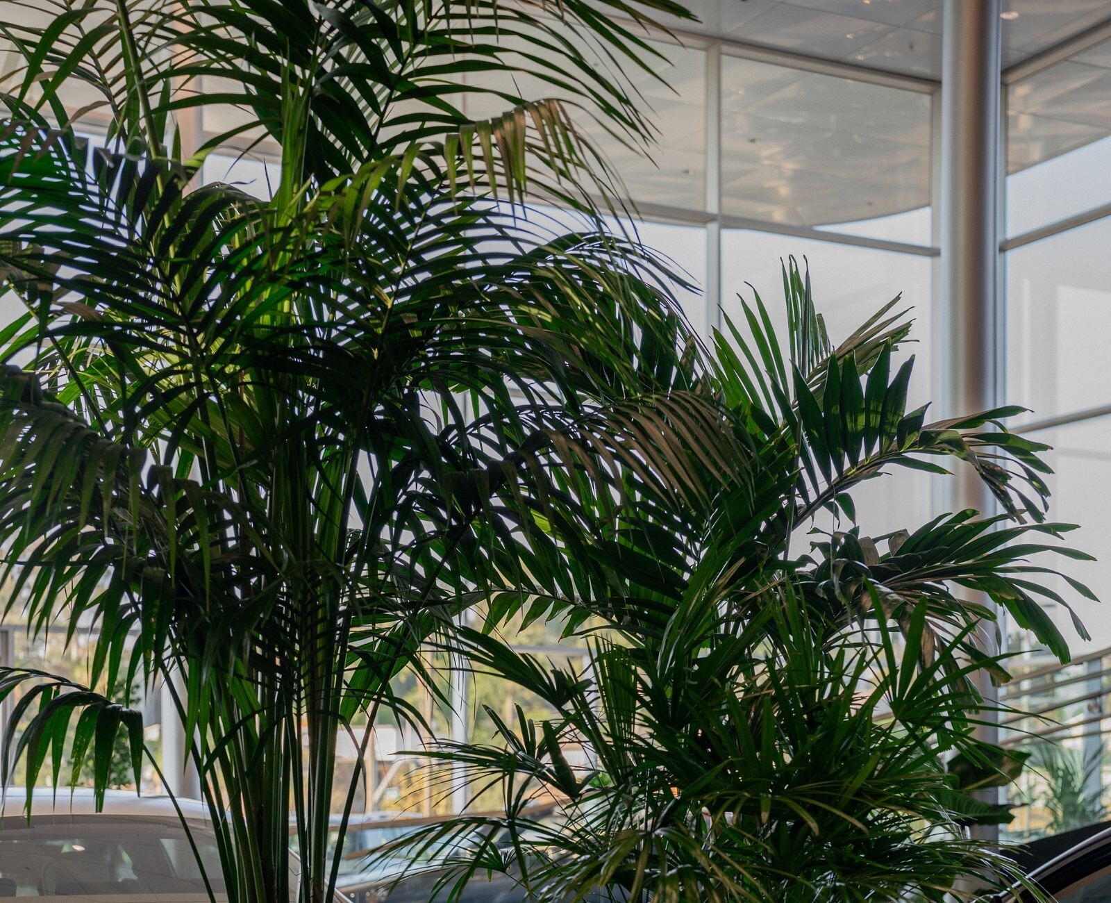 Kentia palms clustered by the showroom windows
