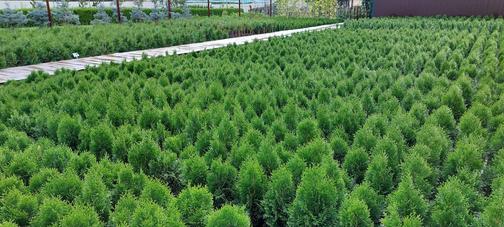 Флора Маркет Саратов