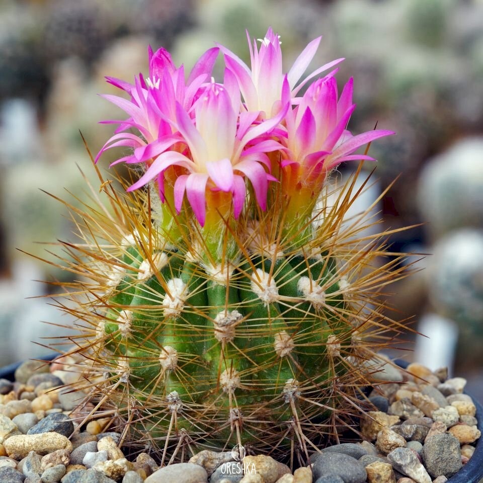 Seeds of Cactus Neoporteria subgibbosa v. microsperma f. serenana KK 1460 (Neoporteria subgibbosa v. microsperma f. serenana KK 1460) — 10 pcs