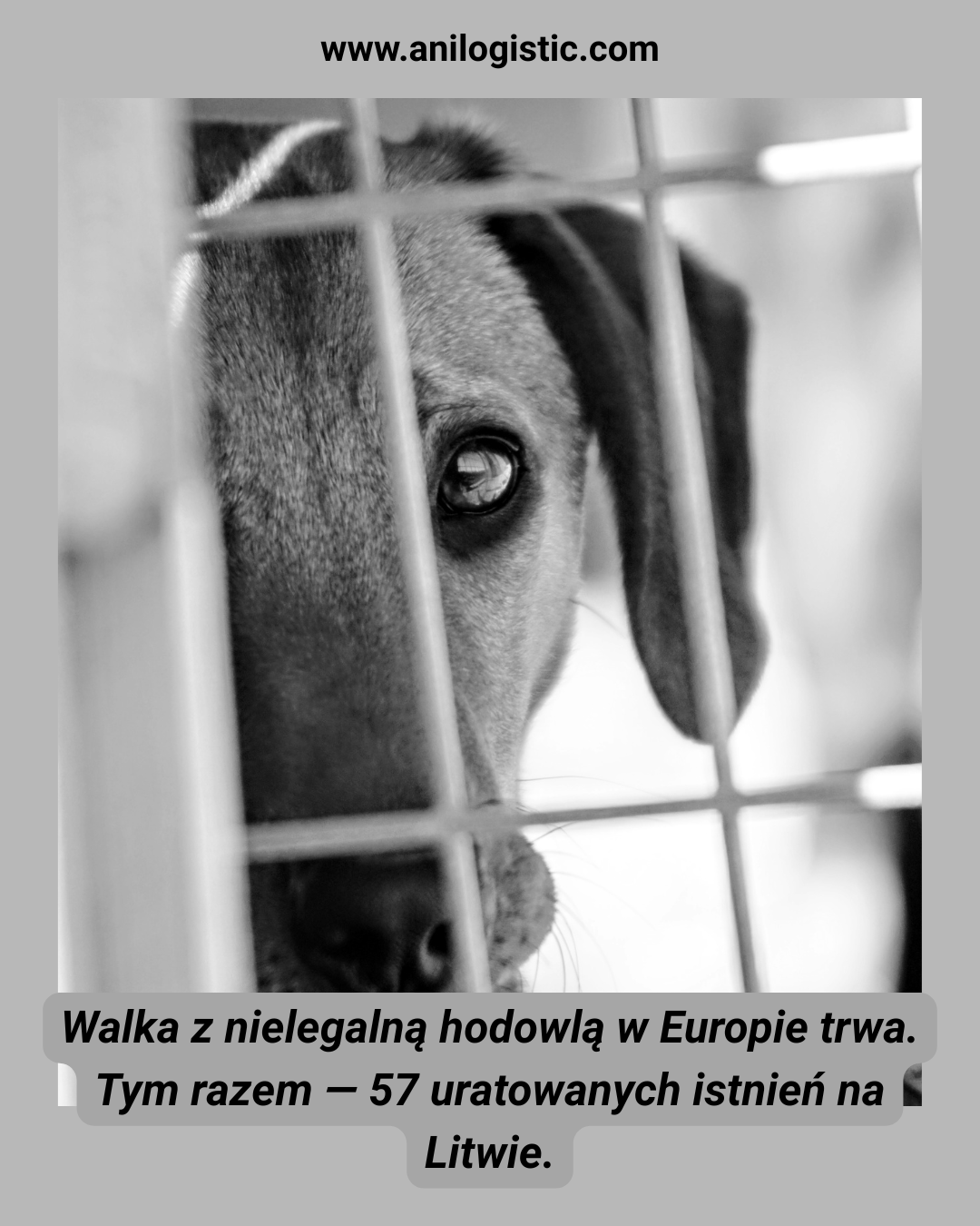 Inspektorzy VMVT uratowali 57 psów z nielegalnej hodowli odkrytej w rejonie Alytus na Litwie.