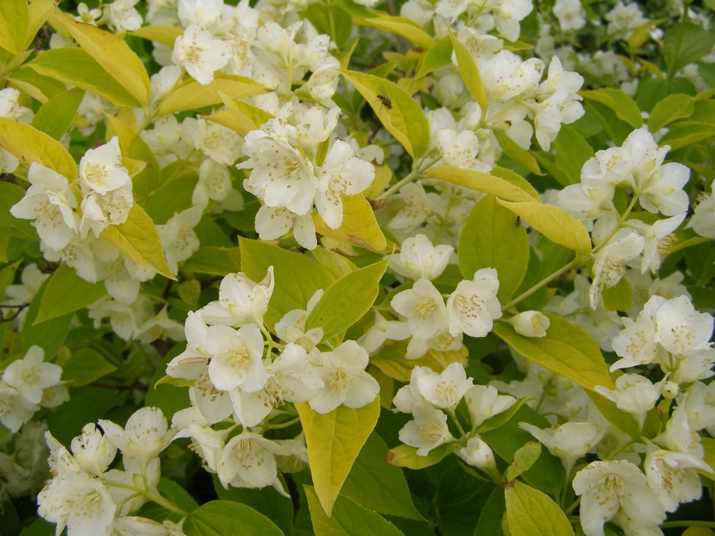 Philadelphus coronarius. Чубушник Ауреа. Чубушник венечный Ауреа.