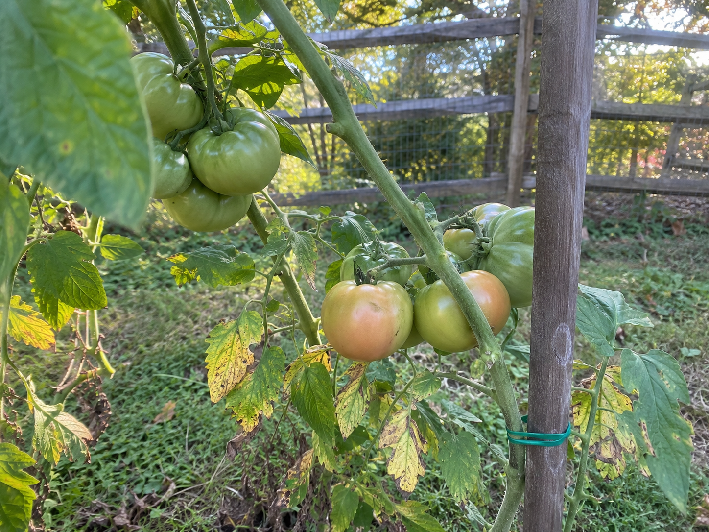 Backyard plant full of green tomatoes before frost a few beginning to blush