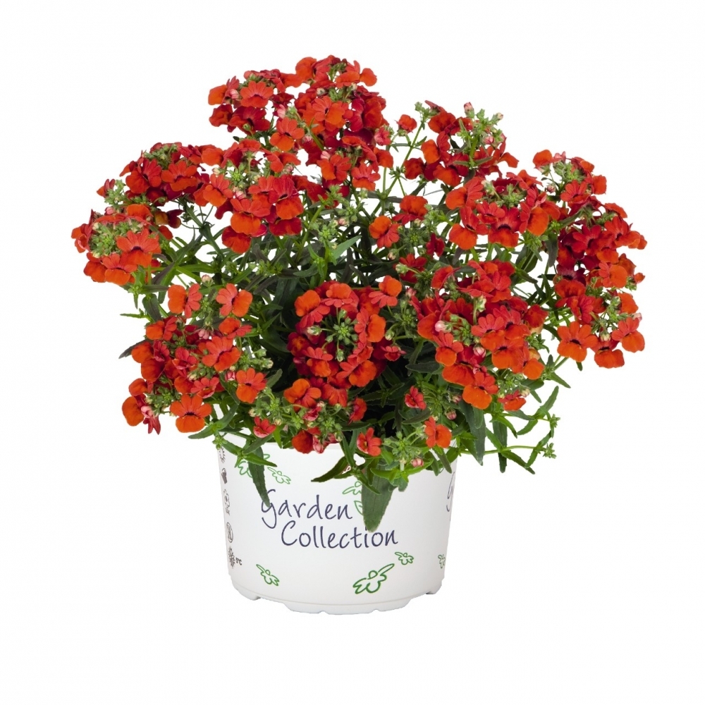 Семена Немезии Купить В Спб