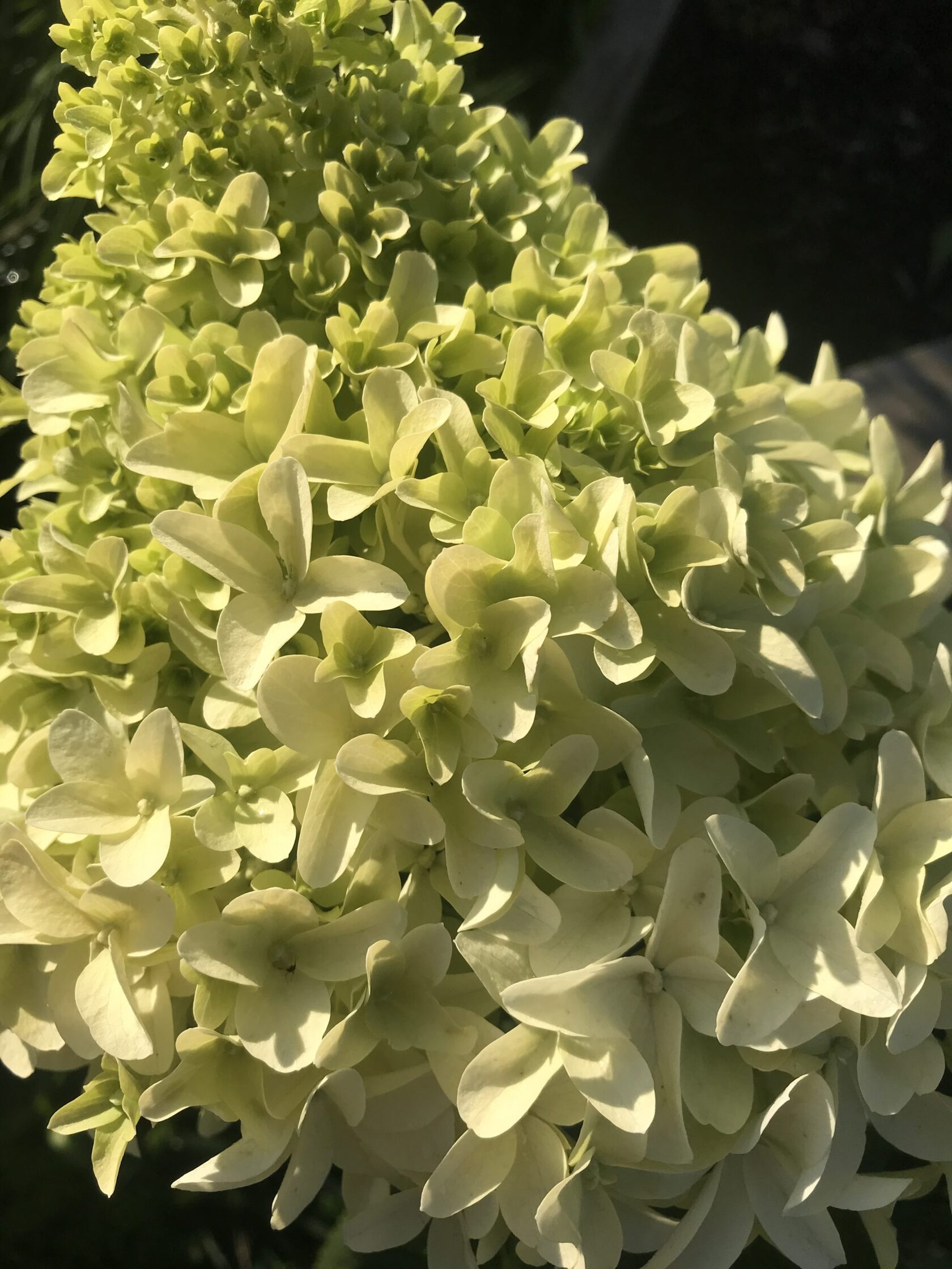 Гортензия метельчатая скайфолл