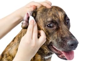 Собака трясет головой - причины и лечение