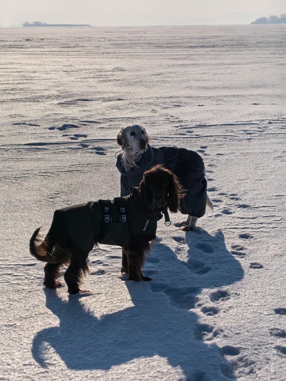 филд спаниель с другими собаками