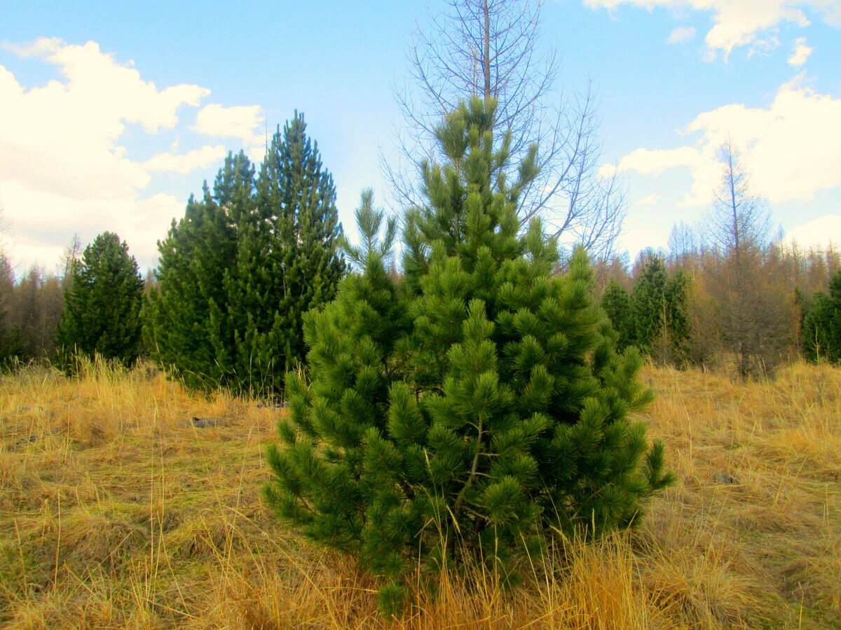 Сосной сибирской (Pinus sibirica)