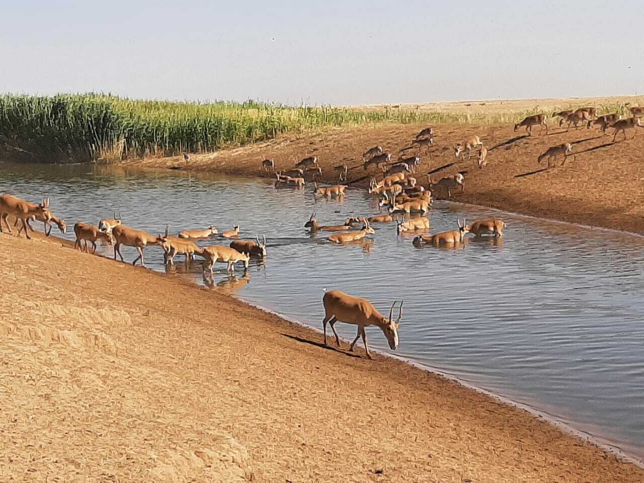 Карадакский заповедник