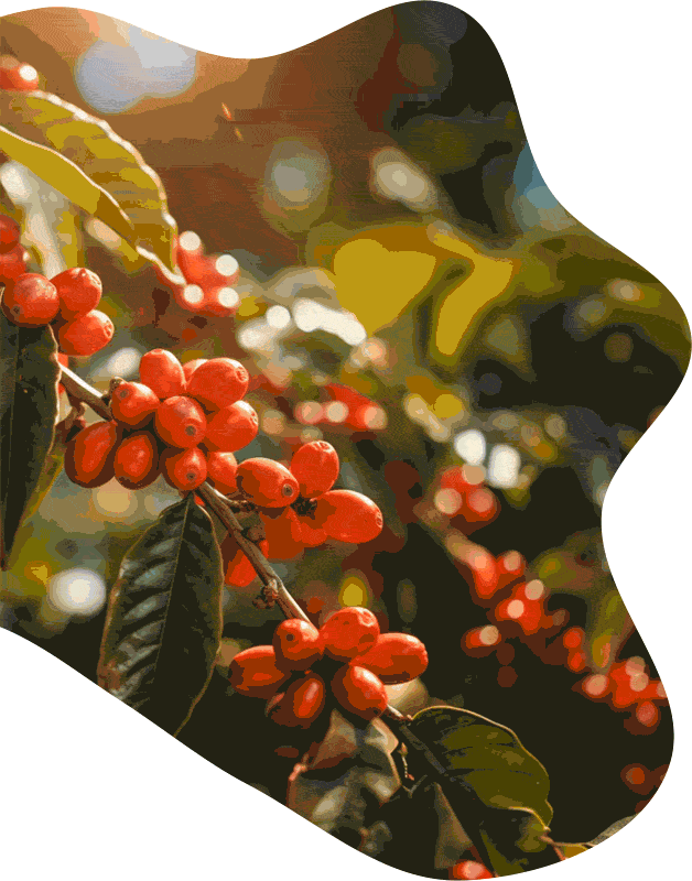 animation of coffee beans