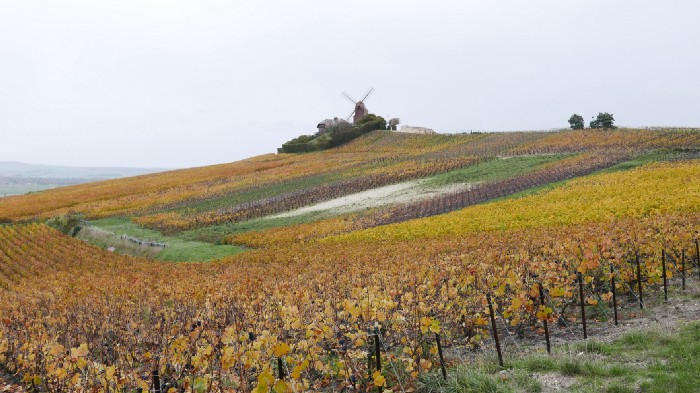 Champagne J.M. Labruyère vineyards in Verzenay Grand Cru