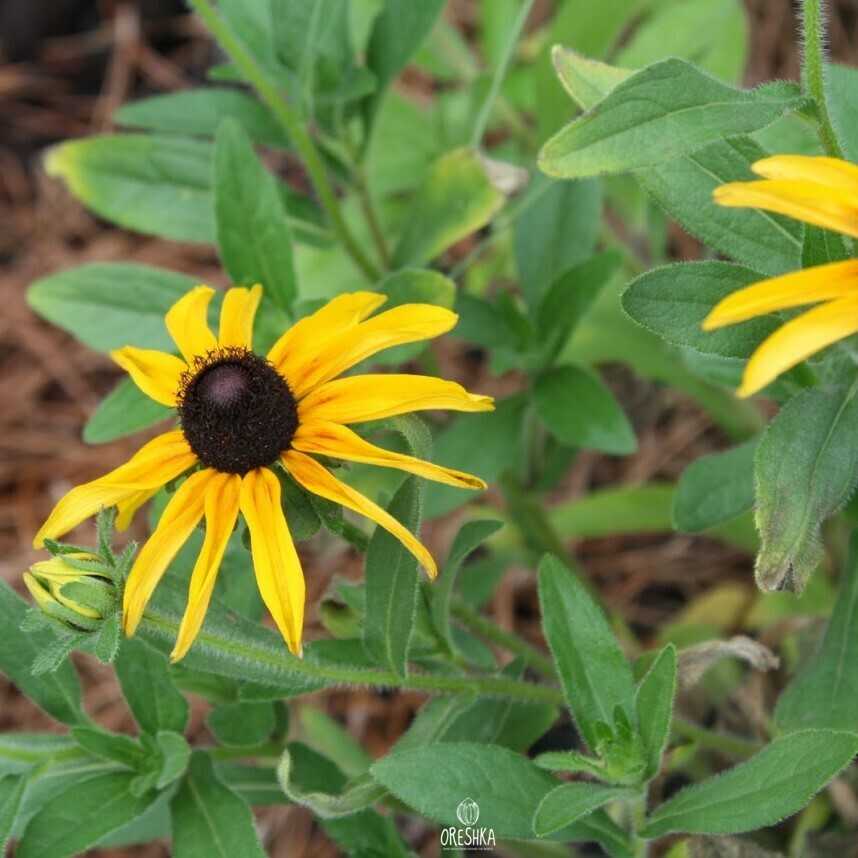 Rudbeckia hirta plant in full bloom border