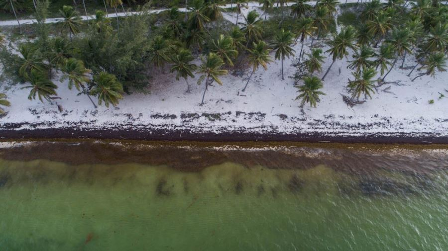 Водоросли на пляжах Доминиканы