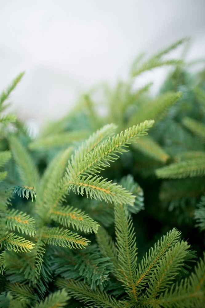 Ель искусственная отзывы. Green Trees ель Форесто премиум 2.1. Green Trees ель Форесто премиум 1.5. Green Trees ель Фьерро премиум 1.2. Green Trees ель Валерио премиум 1.8.