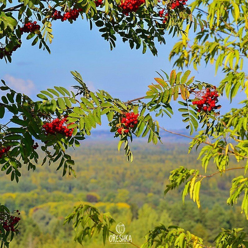 Mountain ash. Рябина Горная Sorbus scopulina. Уральская рябина дерево. Рябина Тянь-Шаньская. Рябина дерево Урала.