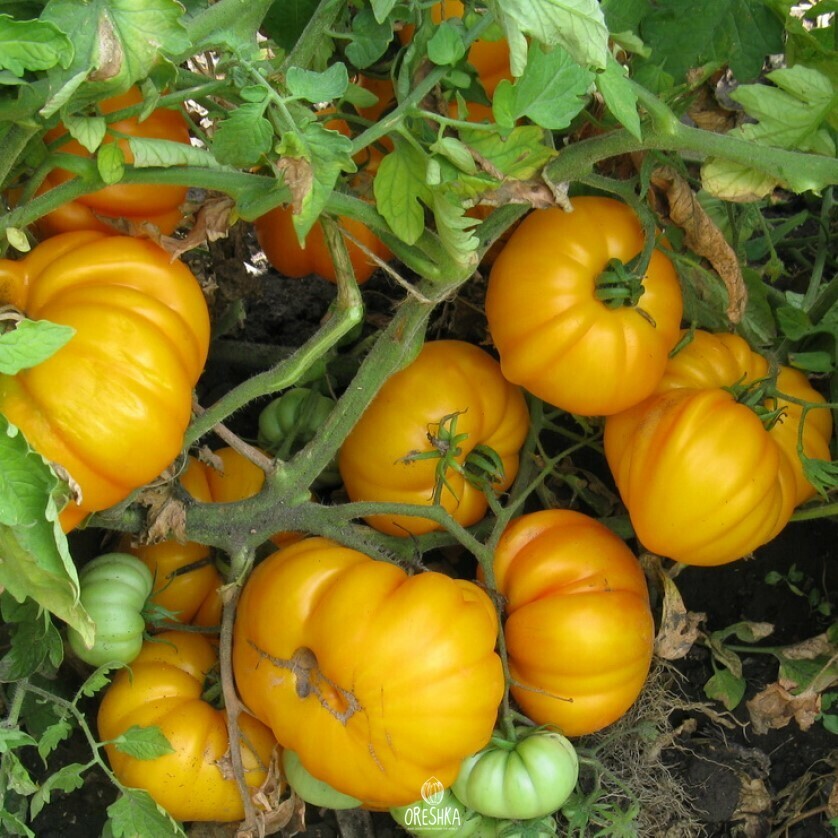 Seeds of American ribbed yellow tomato (solanum lycopersicum) — 10 pcs