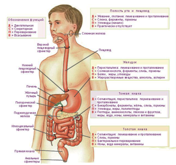Строение человека органы названия. Анатомическое строение пищеварительной системы человека. Строение органов спереди. Схема расположения внутренних органов брюшной полости. Расположение органов человека в брюшной полости у мужчин схема.