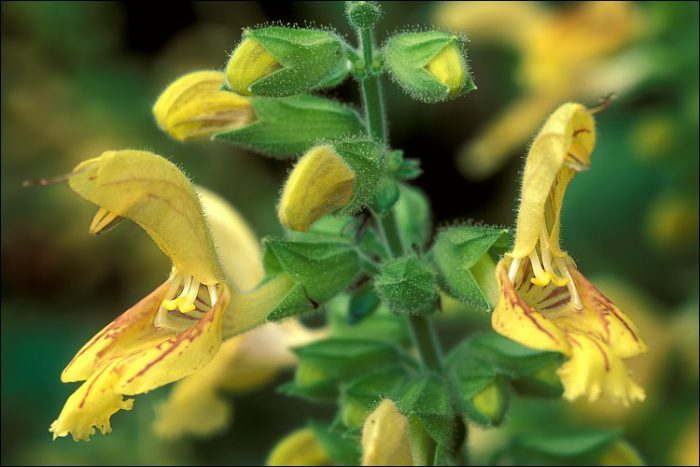 Сальвия клейкая (Salvia glutinosa)