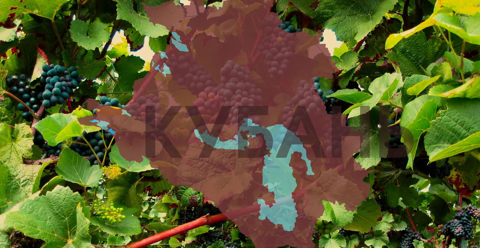 Виноградники завода Олимп.