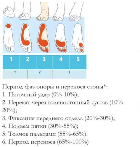 Период фазы опоры и переноса стопы