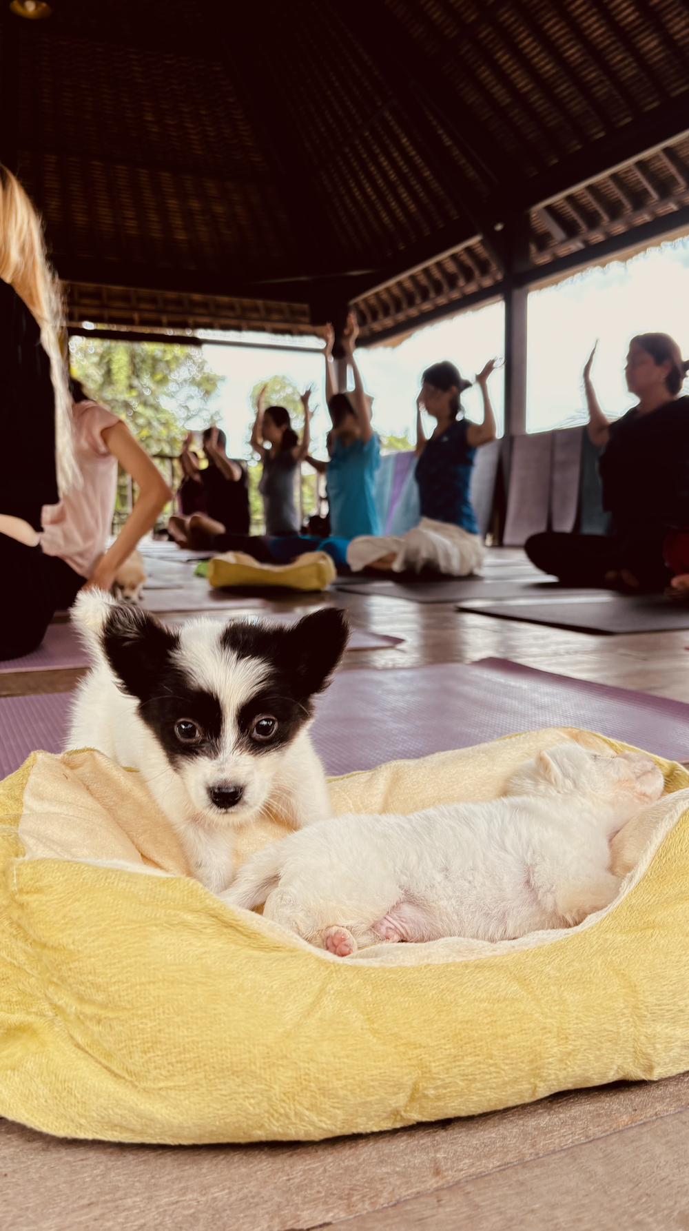 The general plan of people with a puppy in the Ubud yoga hall