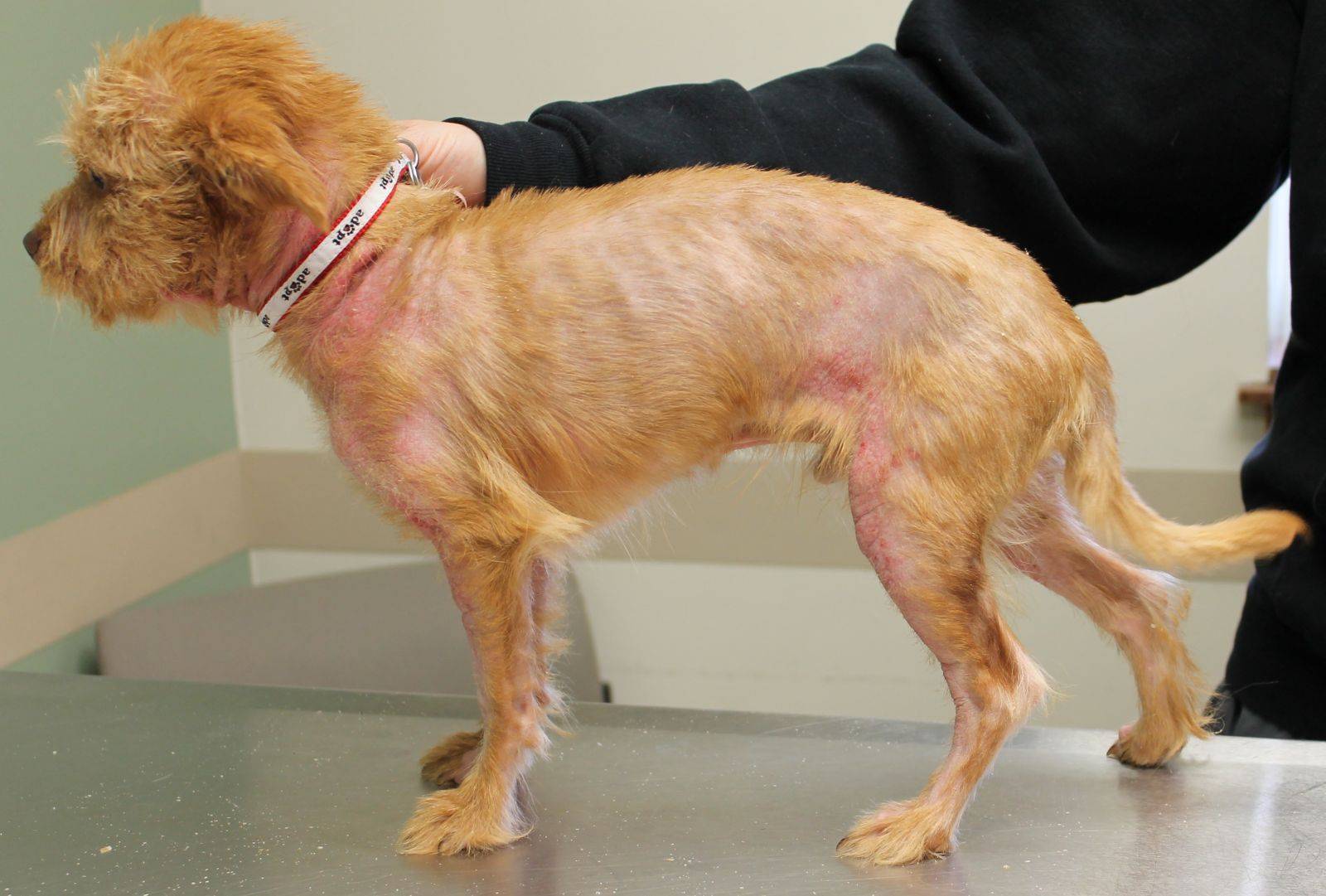 Кожные заболевания у собак: виды, причины, диагностика и лечение – Полная информация